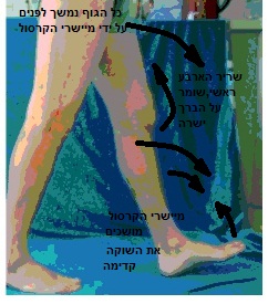 ניתוח הליכה , מנוף העקב