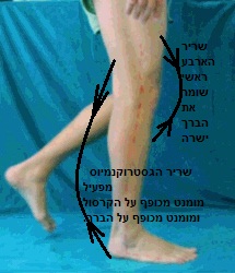 ניתוח הליכה: מנוף הקרסול