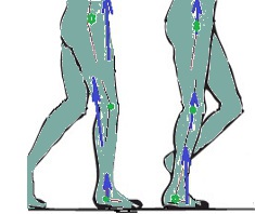 ניתוח הליכה שלב עמידה על רגל אחת, רגל+כף רגל ניתוח זוויות