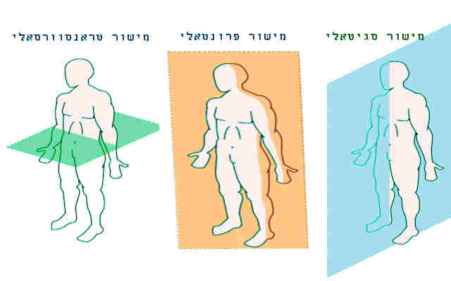 מישורי התנועה בגוף- אנטומיה 