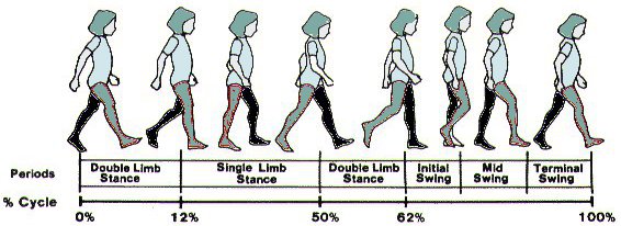 ניתוח מחזור ההליכה התקין שלב הדריכה שלב הסווינג וכדומה