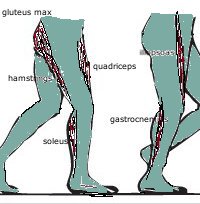 ניתוח הליכה שלב עמידה על רגל אחת, רגל+כף רגל ניתוח עומסים