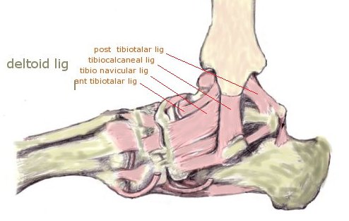 עצמות פרקים ורצועות צידיות בכף הרגל