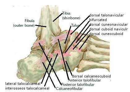 פרקים רצועות גידים בכף הרגל הנפגעים בנקע