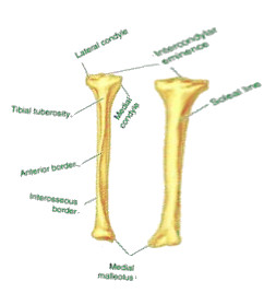 עצם הטיביה