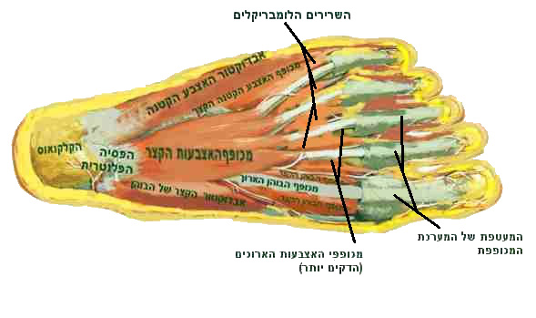 פרקים רצועות גידים בכף הרגל מונעים פלטפוס צד תחתון