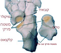 פרק בכף הרגל