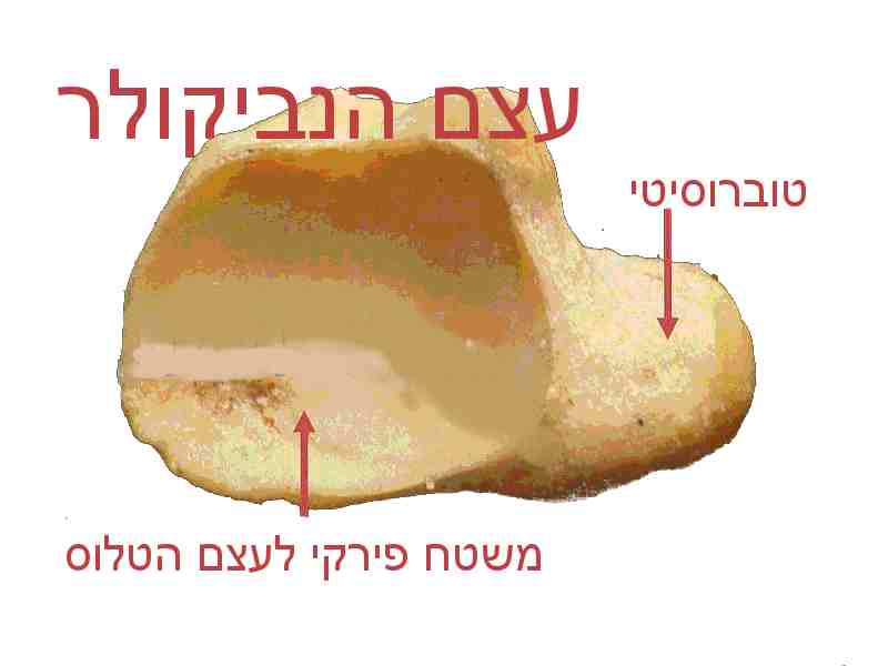 עצמות רצועות פרקים כף האמצעית