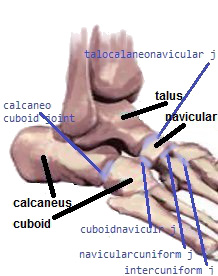 עצמות רצועות פרקים כף האמצעית