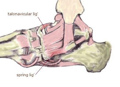 פרקים רצועות גידים בכף הרגל מונעים פלטפוס