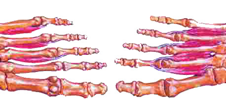 פרקים רצועות גידים בכף הרגל מונעים פלטפוס צד תחתון
