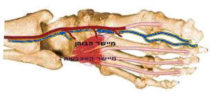 פרקים רצועות גידים בכף הרגל מונעים פלטפוס צד תחתון