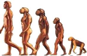 סדרת דמויות של התפתחות כף רגלו של האדם מהקוף