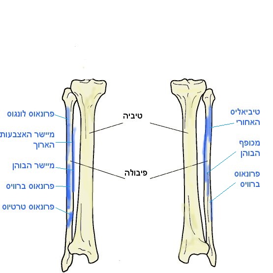 - עצם הפיבולה -  מבנה כף רגל