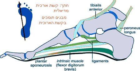 תמונת חתך קשת אורכית בכף הרגל