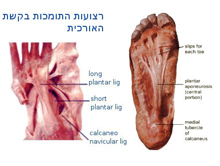 רצועות בתחתית כף הרגל התומכות בקשת הארוכית של כף הרגל