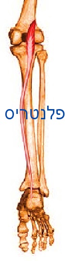 כף הרגל שריר הפלנטריס