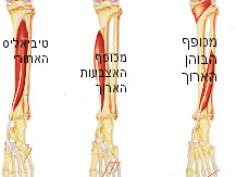 מבנה כף הרגל שריר גסטרוקנמיוס