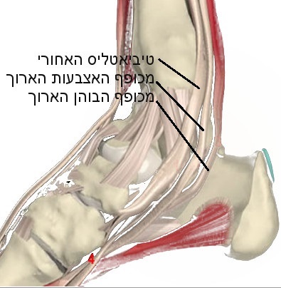 מבנה כף הרגל שריר גסטרוקנמיוס