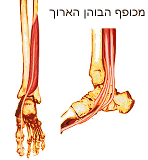 כף הרגל שריר הפלנטריס