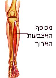 מבנה כף הרגל שריר גסטרוקנמיוס