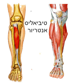 מבנה כף הרגל שריר טיביאליס אנטריור