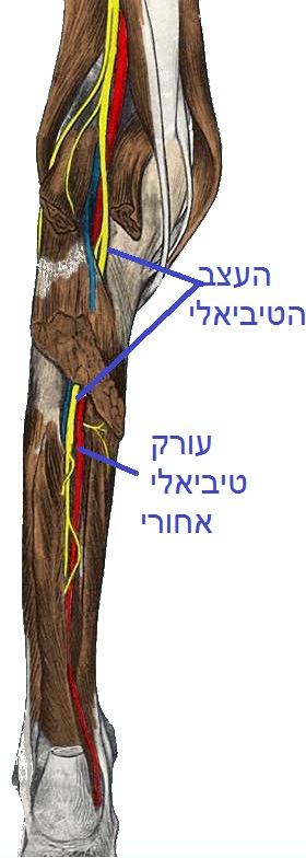  כף הרגל העצב והעורק הטיביאלי