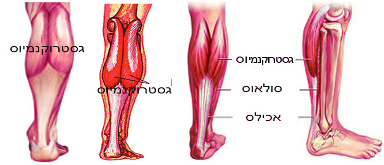 מבנה כף הרגל שריר גסטרוקנמיוס