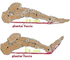 אנטומיה של הפסיה הפלנטרית - דורבן כף הרגל