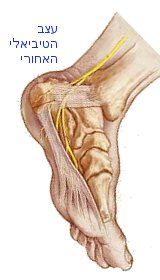 עצב הטיביאלי האחורי אנטומיה דורבן ברגל