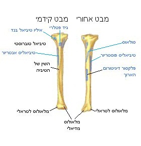 מפת כף הרגל