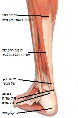 גיד אכילס ושרירי הסובך