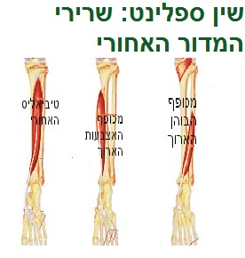 שין ספלינט